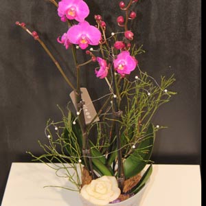 Das Blümchen - Blumen und Mehr: Blumen, Topfpflanzen, Geschenkartikel, Duftkerzen, Raumdüfte, dekorierte Blumenstöcke: dekorierte pinke Orchidee