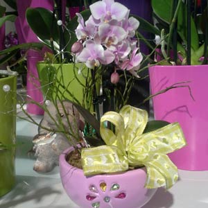 Das Blümchen - Blumen und Mehr: Blumen, Topfpflanzen, Geschenkartikel, Duftkerzen, Raumdüfte, dekorierte Blumenstöcke: dekorierte Orchidee in Schale