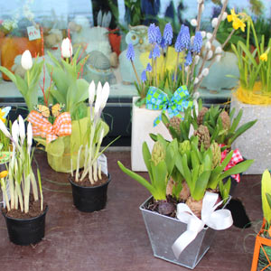 Das Blümchen - Blumen und Mehr: Blumen, Topfpflanzen, Geschenkartikel, Duftkerzen, Raumdüfte, dekorierte Blumenstöcke: saisonale Blumen und Pflanzen - Frühlingsblumen