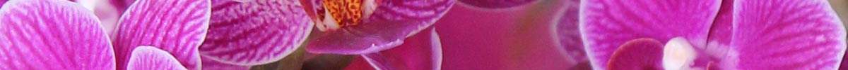 Das Blümchen: Blumen und Mehr in Salzburg