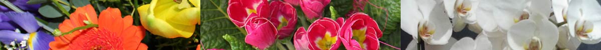 Das Blümchen: Blumen und Mehr in Salzburg
